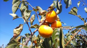 今年も柿をプレゼント！