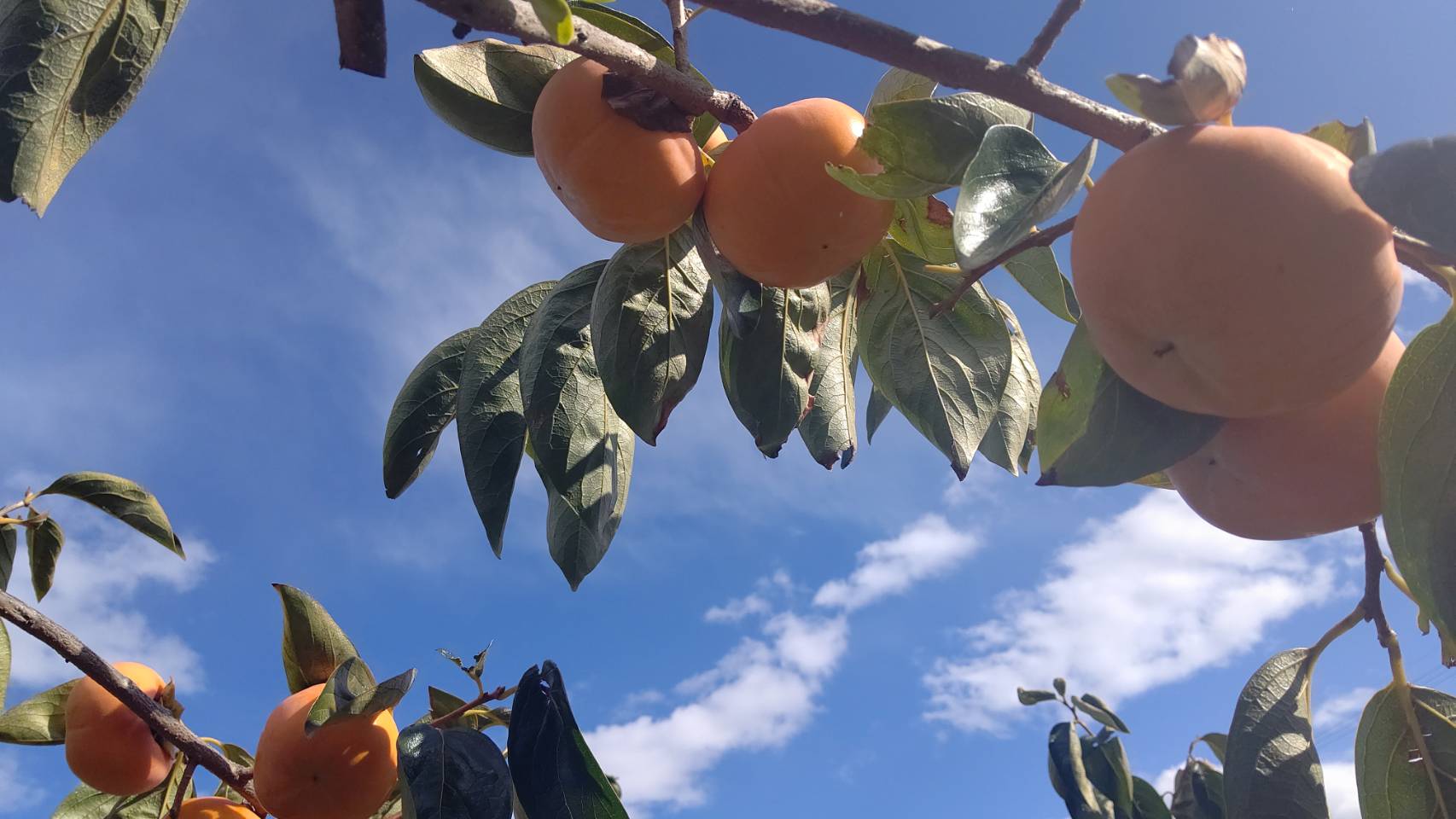 今年も柿orカレンダーをプレゼント！！