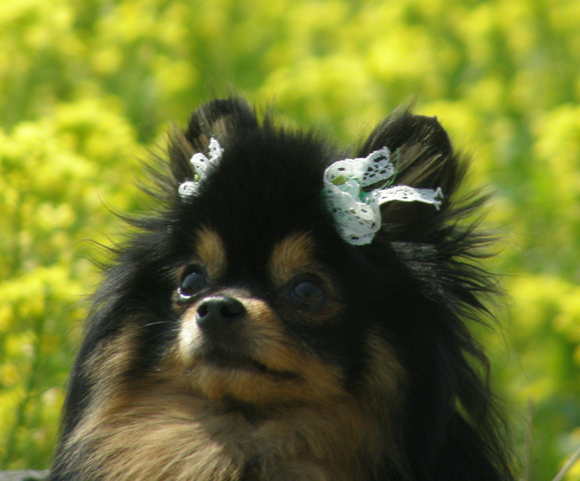 ありがとう　じんべいくん