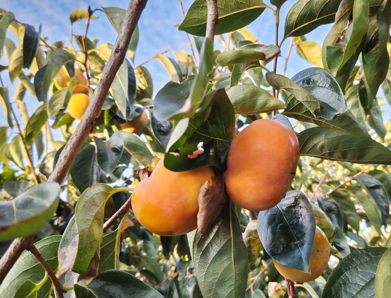 購入・作業された方へカレンダー・柿をプレゼント！
