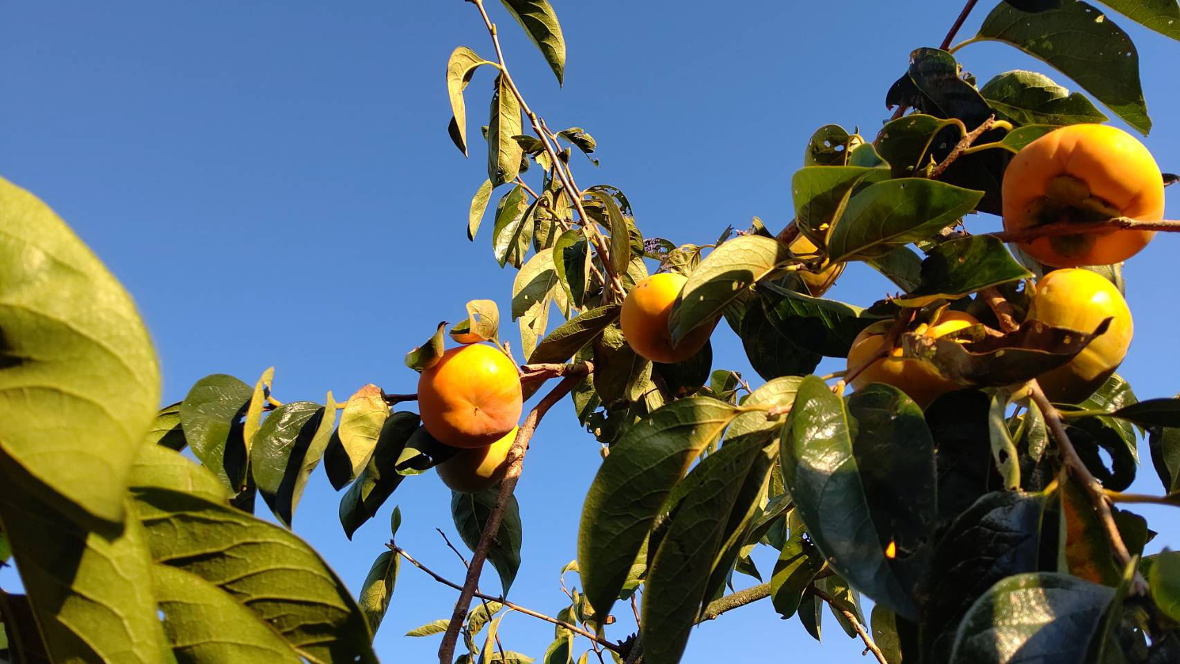 本巣店・美濃加茂店で購入・作業された方へ柿をプレゼント！