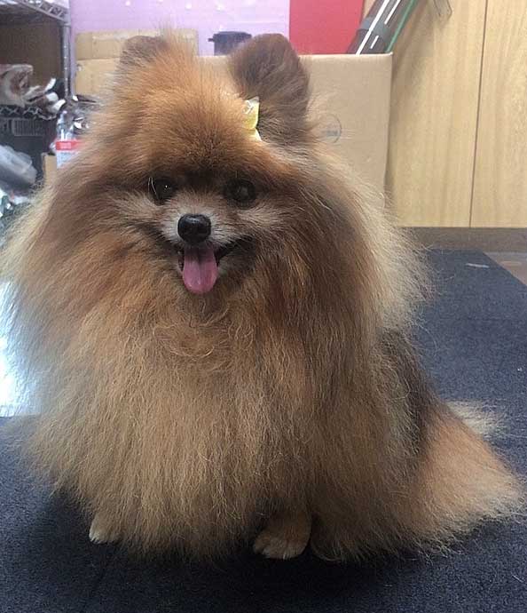 ありがとう　ゆずちゃん